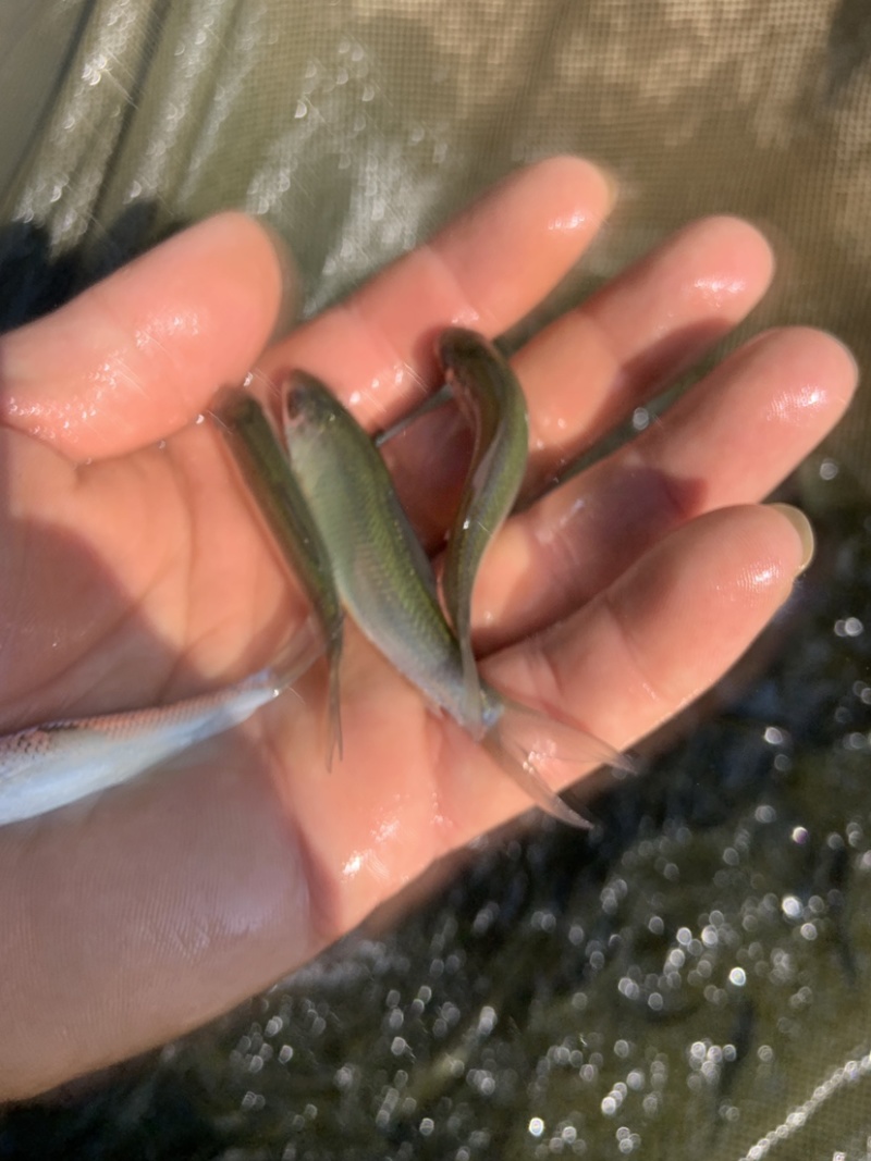 大量出售鲮鱼鱼苗！！！