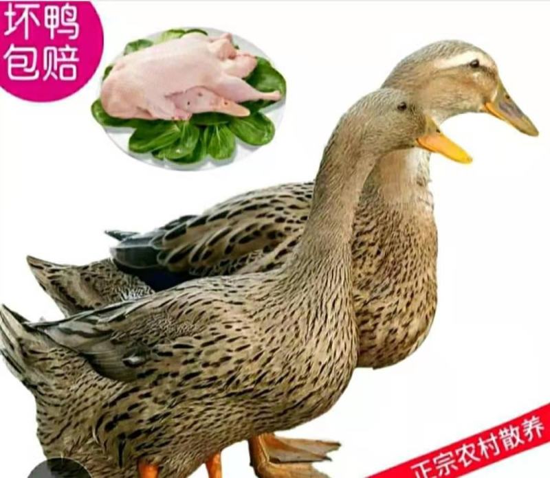 农家散养土鸭营养美味活杀现发保质保量整只包邮