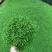 翠云草地被绿植盆栽又名龙须草青龙草一件起批