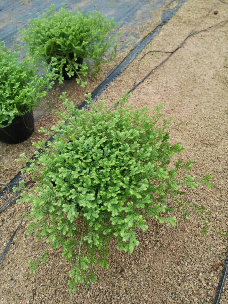 翠云草地被绿植盆栽又名龙须草青龙草一件起批