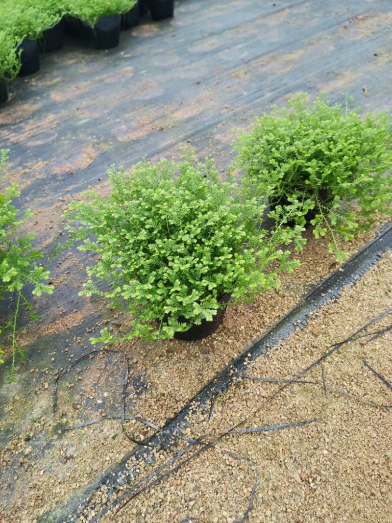 翠云草地被绿植盆栽又名龙须草青龙草一件起批
