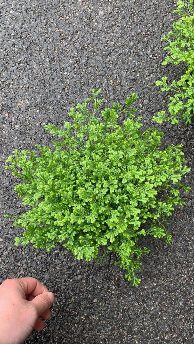 翠云草地被绿植盆栽又名龙须草青龙草一件起批