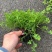 翠云草地被绿植盆栽又名龙须草青龙草一件起批