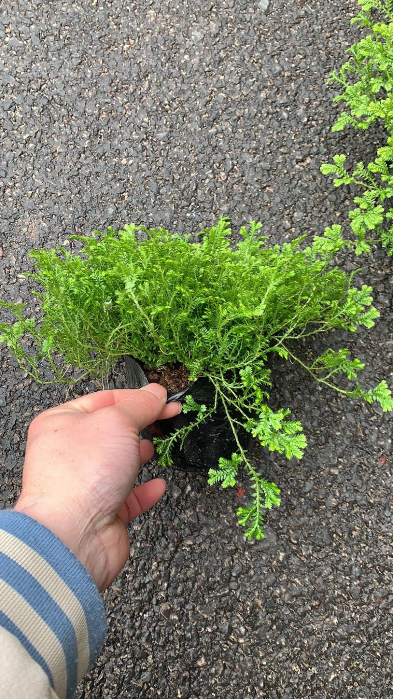 翠云草地被绿植盆栽又名龙须草青龙草一件起批