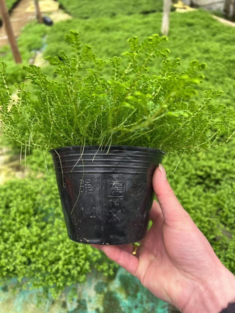 翠云草地被绿植盆栽又名龙须草青龙草一件起批