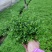 翠云草地被绿植盆栽又名龙须草青龙草一件起批