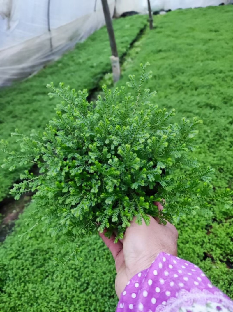 翠云草地被绿植盆栽又名龙须草青龙草一件起批