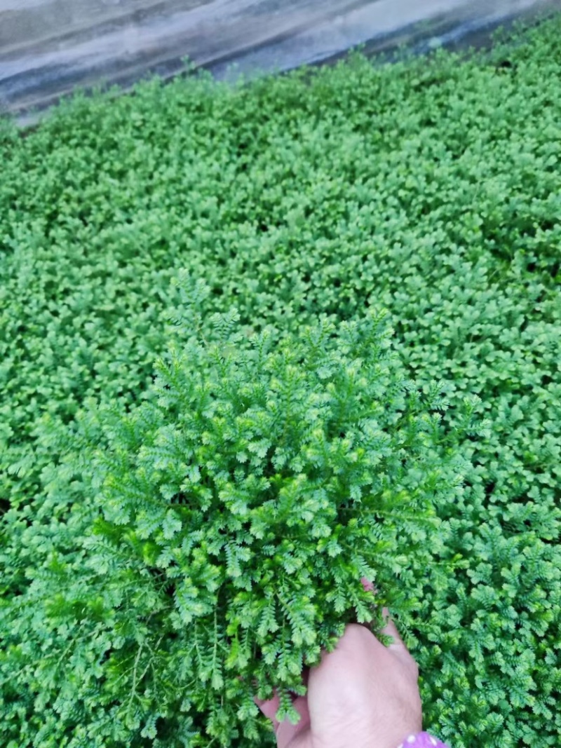 翠云草地被绿植盆栽又名龙须草青龙草一件起批