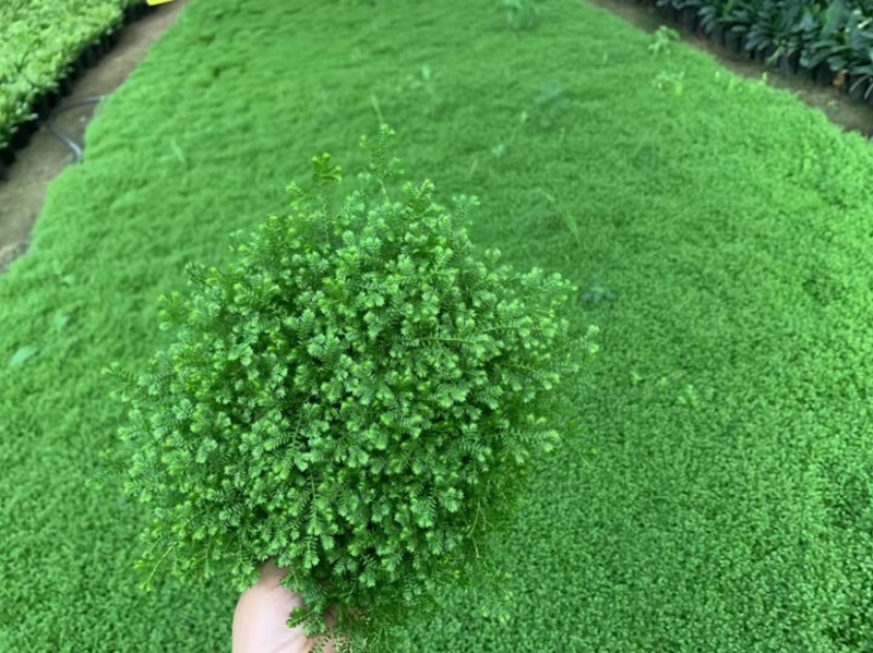 翠云草地被绿植盆栽又名龙须草青龙草一件起批