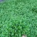 翠云草地被绿植盆栽又名龙须草青龙草一件起批