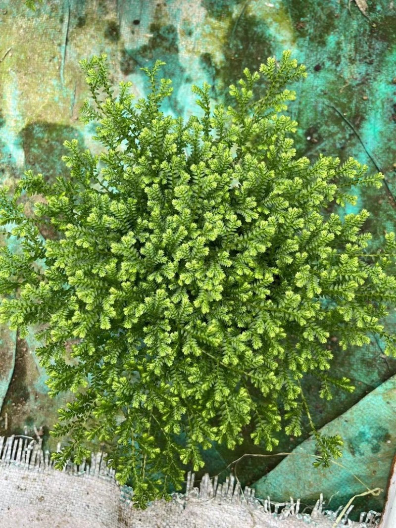 翠云草地被绿植盆栽又名龙须草青龙草一件起批