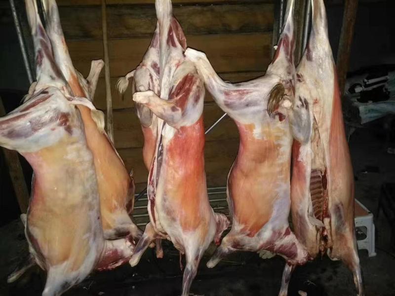 新鲜本地波尔山羊山羊肉货源充足，新鲜羊肉