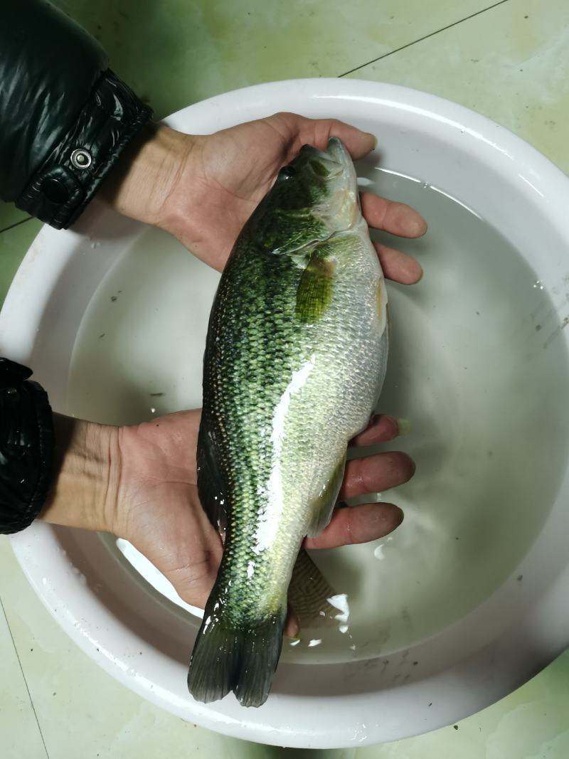 广东优质鲈鱼鲈鱼苗加州鲈鱼苗训料加州鲈鱼苗
