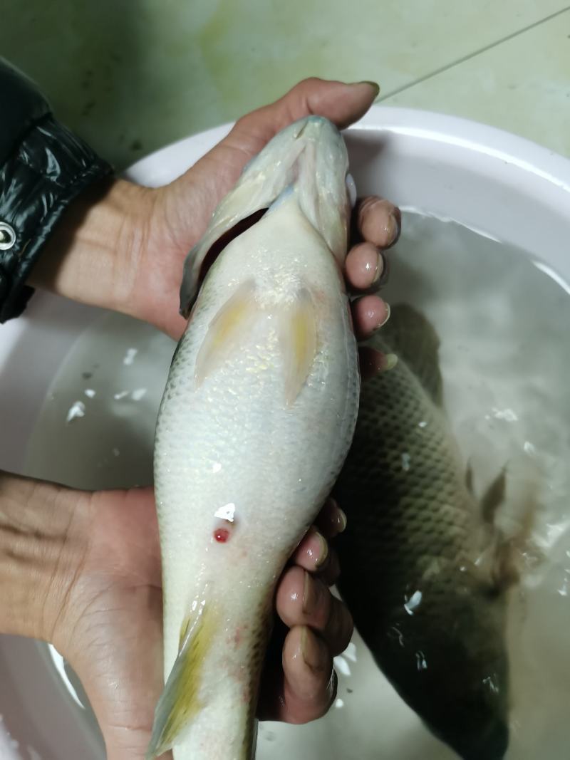广东优质鲈鱼鲈鱼苗加州鲈鱼苗训料加州鲈鱼苗