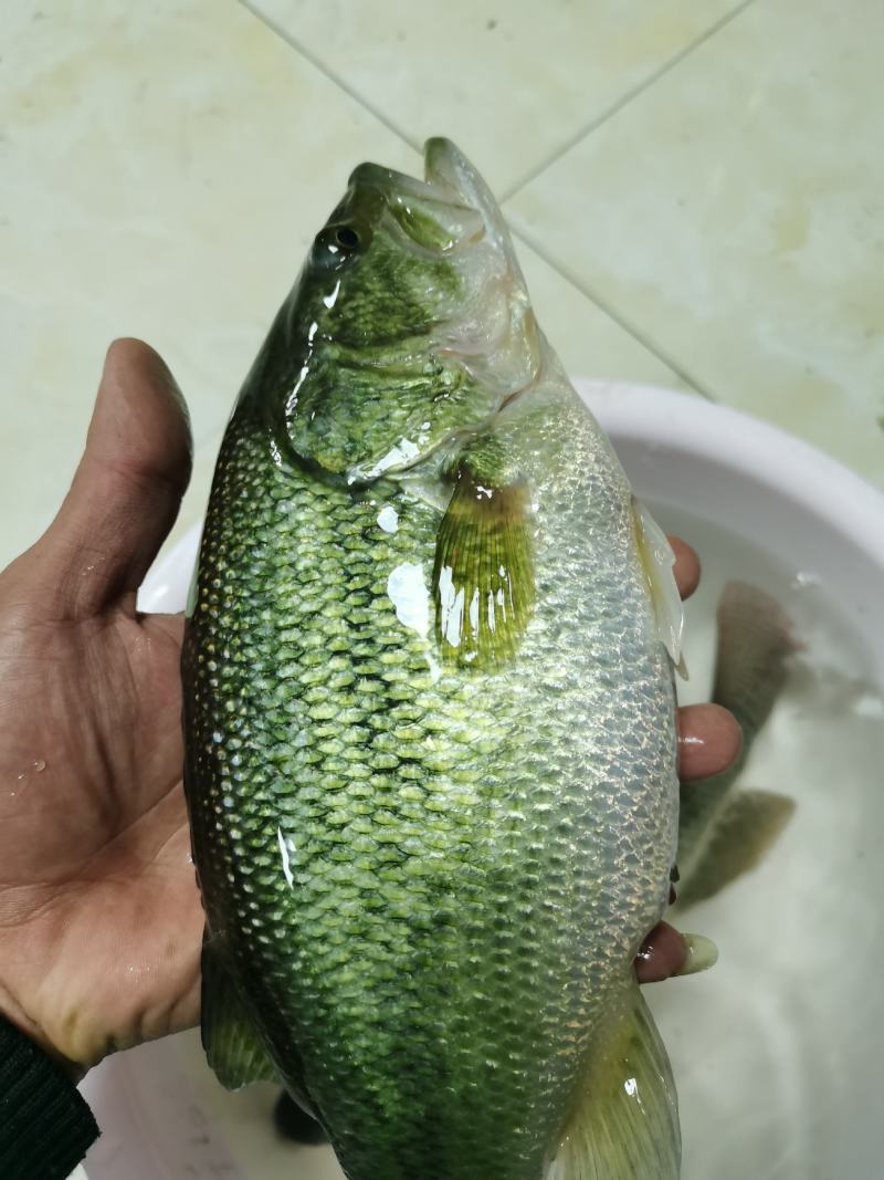 广东优质鲈鱼鲈鱼苗加州鲈鱼苗训料加州鲈鱼苗