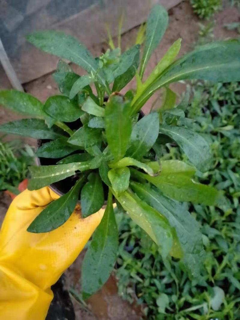 绿化用紫菀花优质多芽紫菀苗大量有货，欢迎实地看货