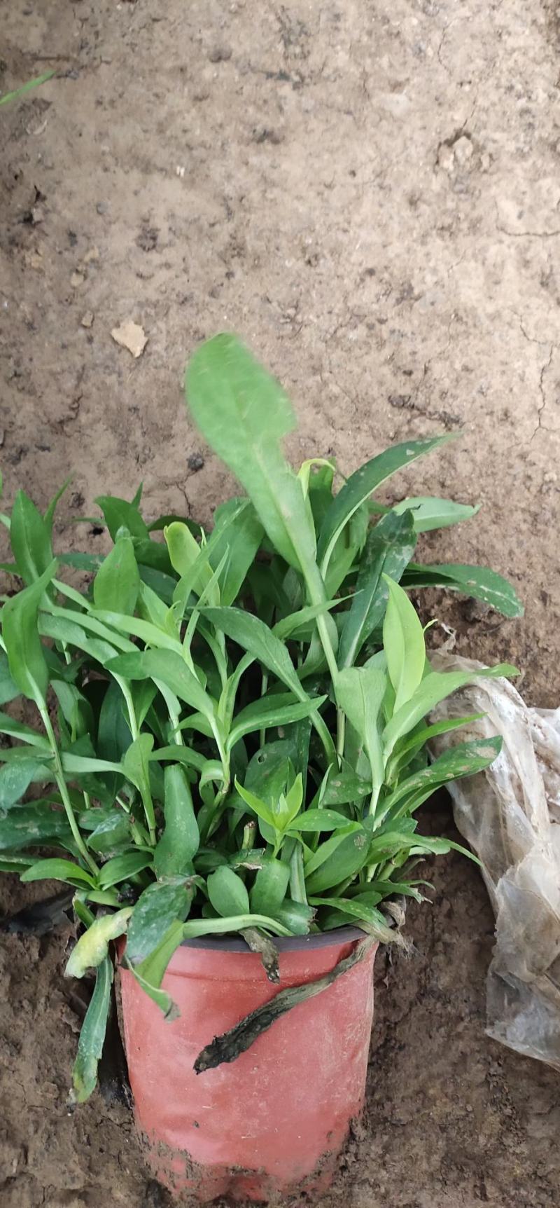 绿化用紫菀花优质多芽紫菀苗大量有货，欢迎实地看货
