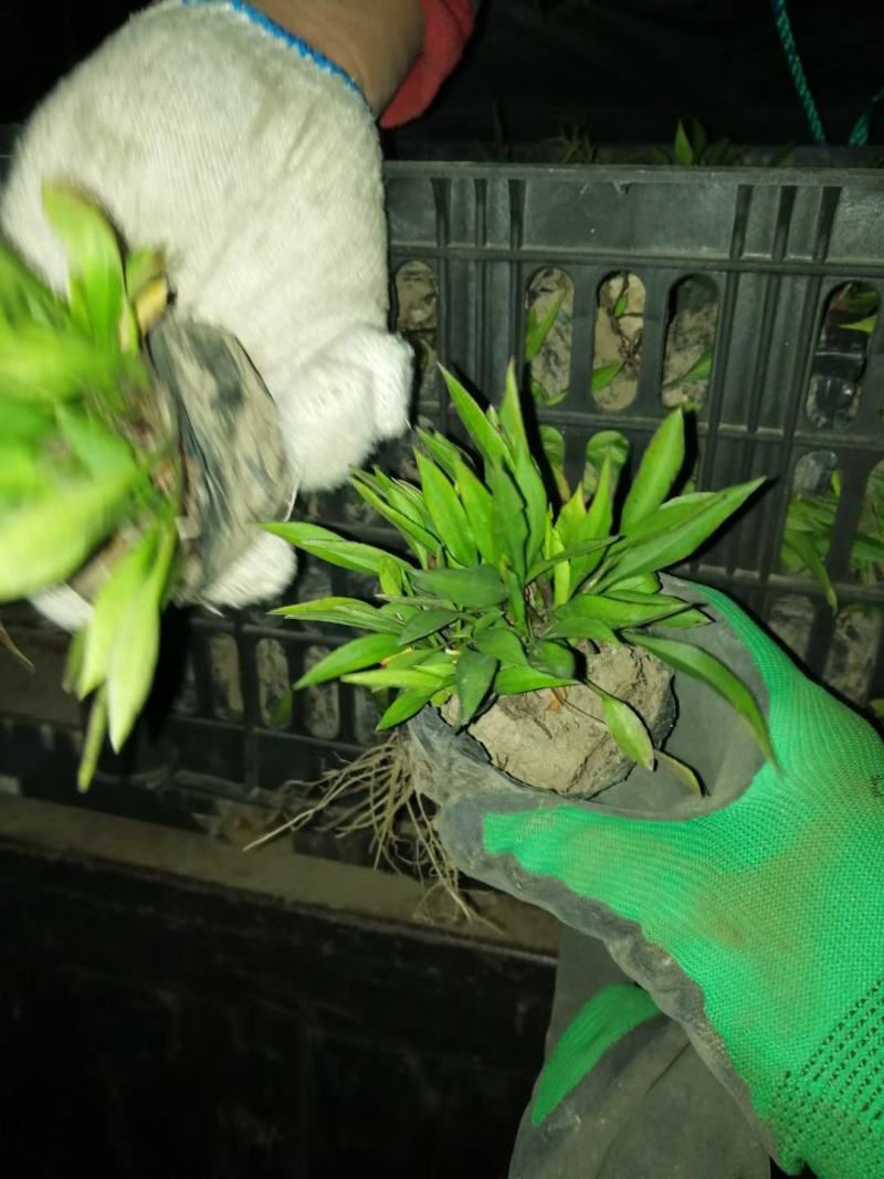 绿化用紫菀花优质多芽紫菀苗大量有货，欢迎实地看货