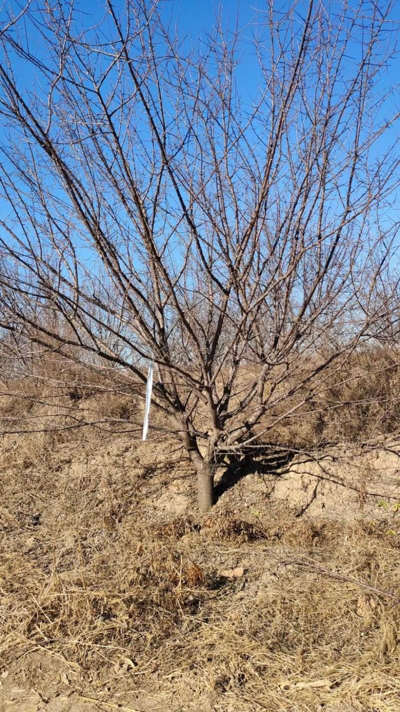 山杏基地各种规格造林苗木成活率高，苗木价格已降