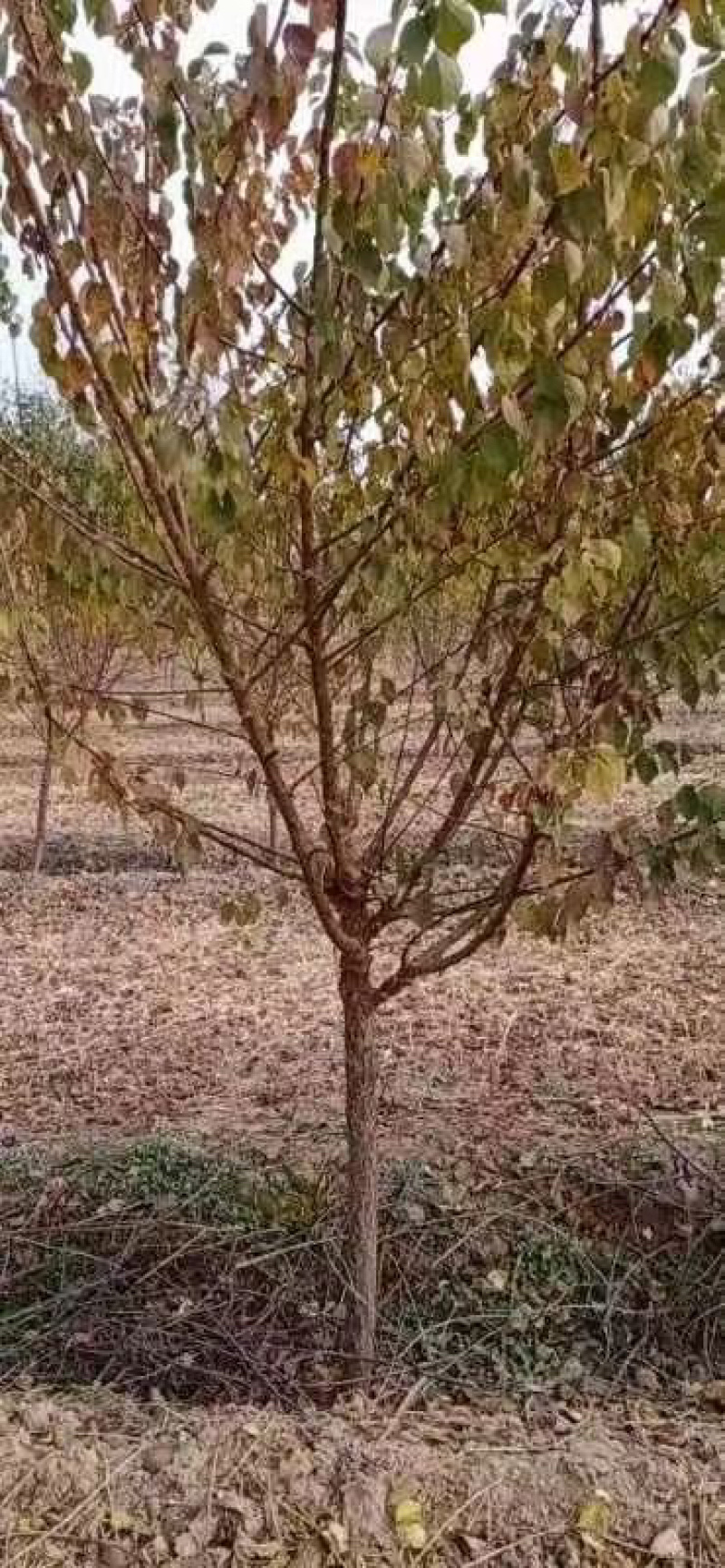 山杏基地各种规格造林苗木成活率高，苗木价格已降