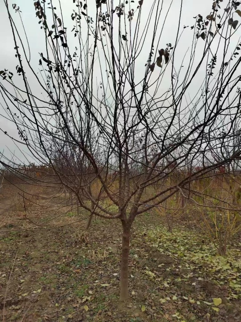 山杏基地各种规格造林苗木成活率高，苗木价格已降