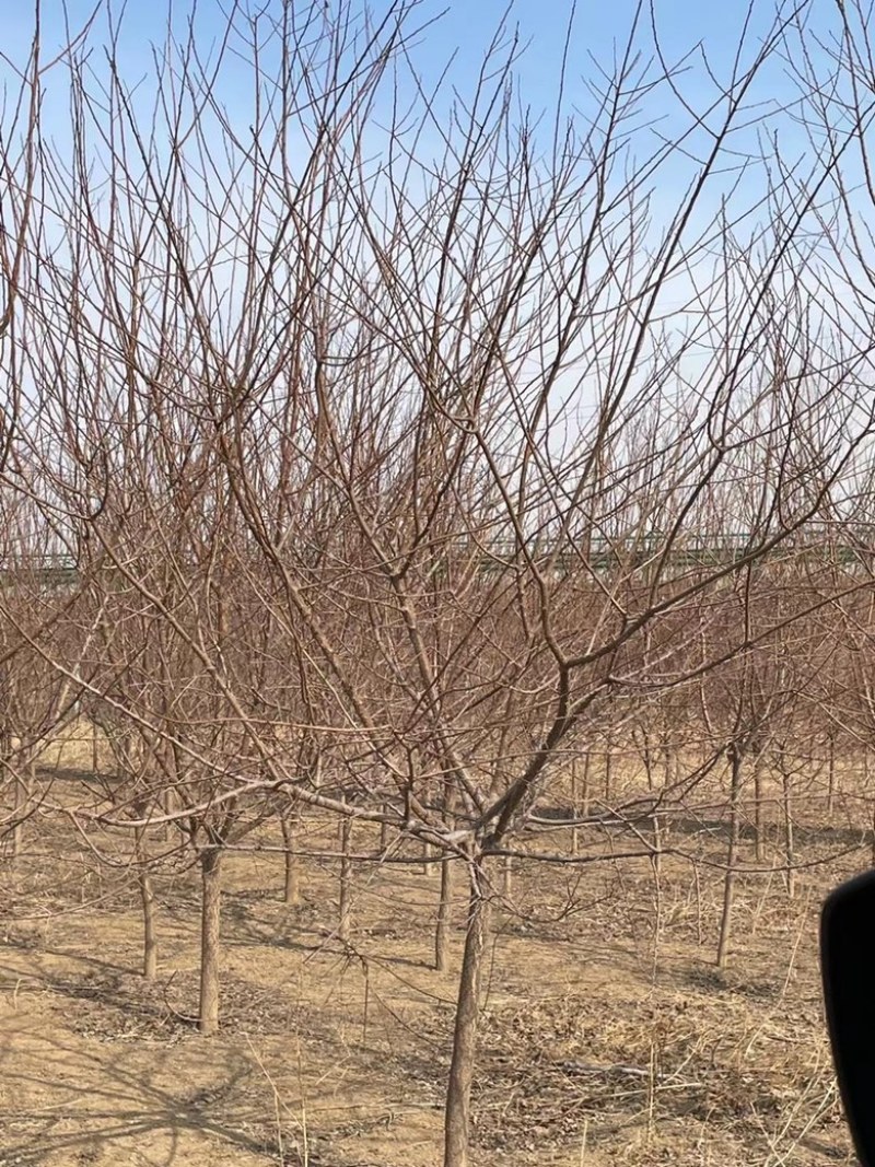 山杏基地各种规格造林苗木成活率高，苗木价格已降