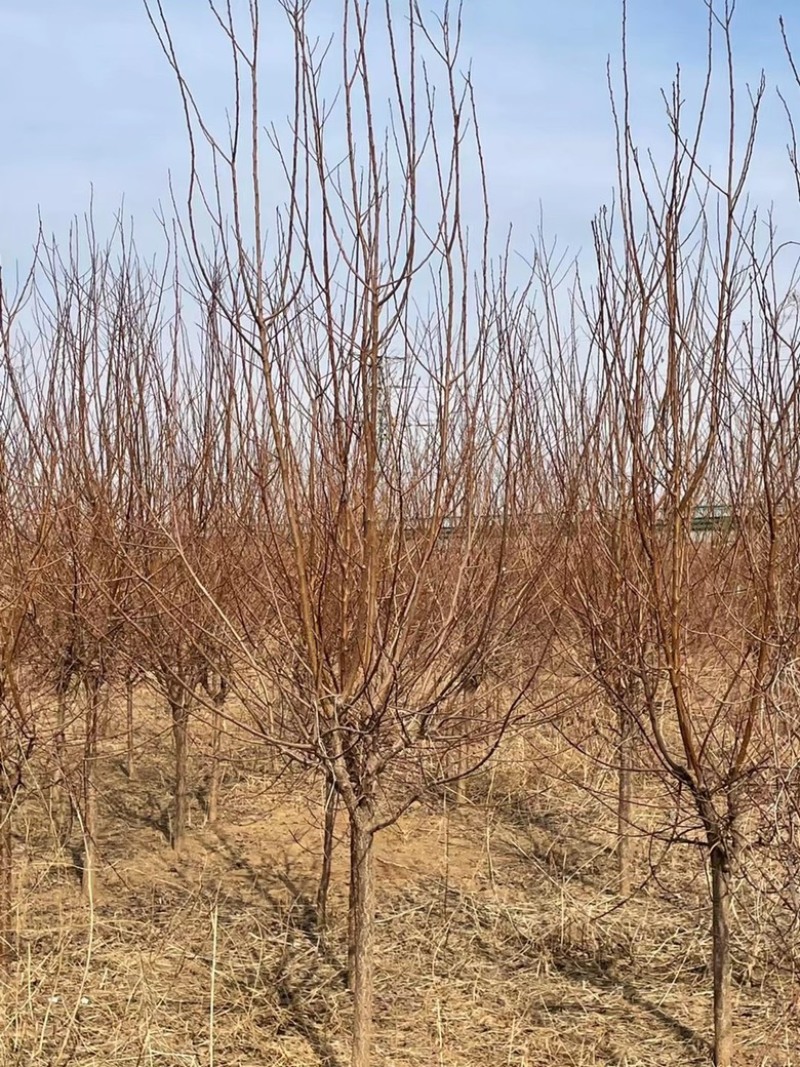 山杏基地各种规格造林苗木成活率高，苗木价格已降