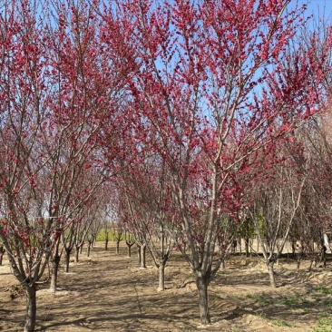 红叶碧桃基地园林绿化绿叶碧桃应有尽有，基地直供欢迎咨询