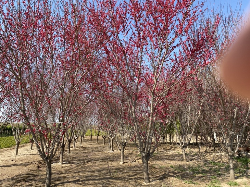 红叶碧桃基地园林绿化绿叶碧桃应有尽有，基地直供欢迎咨询