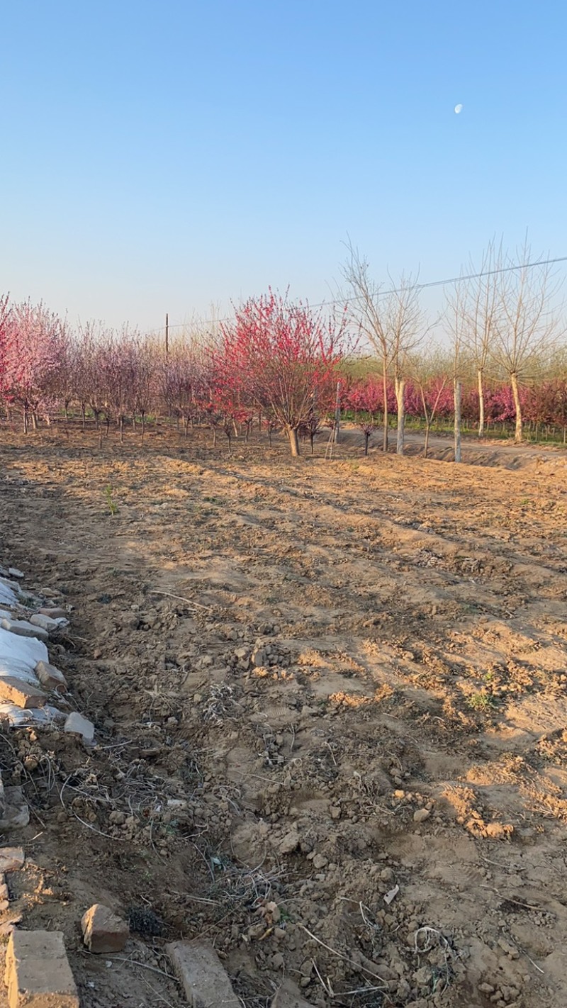 红叶碧桃基地园林绿化绿叶碧桃应有尽有，基地直供欢迎咨询