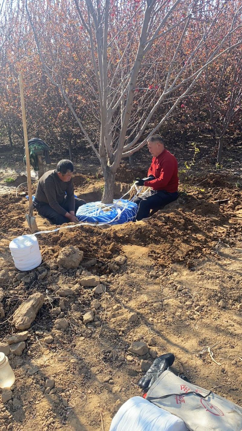 红叶碧桃基地园林绿化绿叶碧桃应有尽有，基地直供欢迎咨询