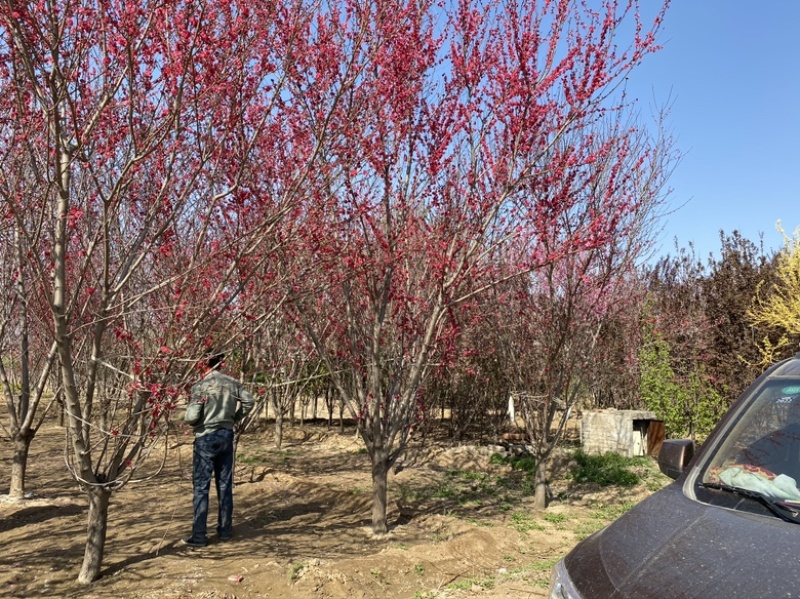 红叶碧桃基地园林绿化绿叶碧桃应有尽有，基地直供欢迎咨询