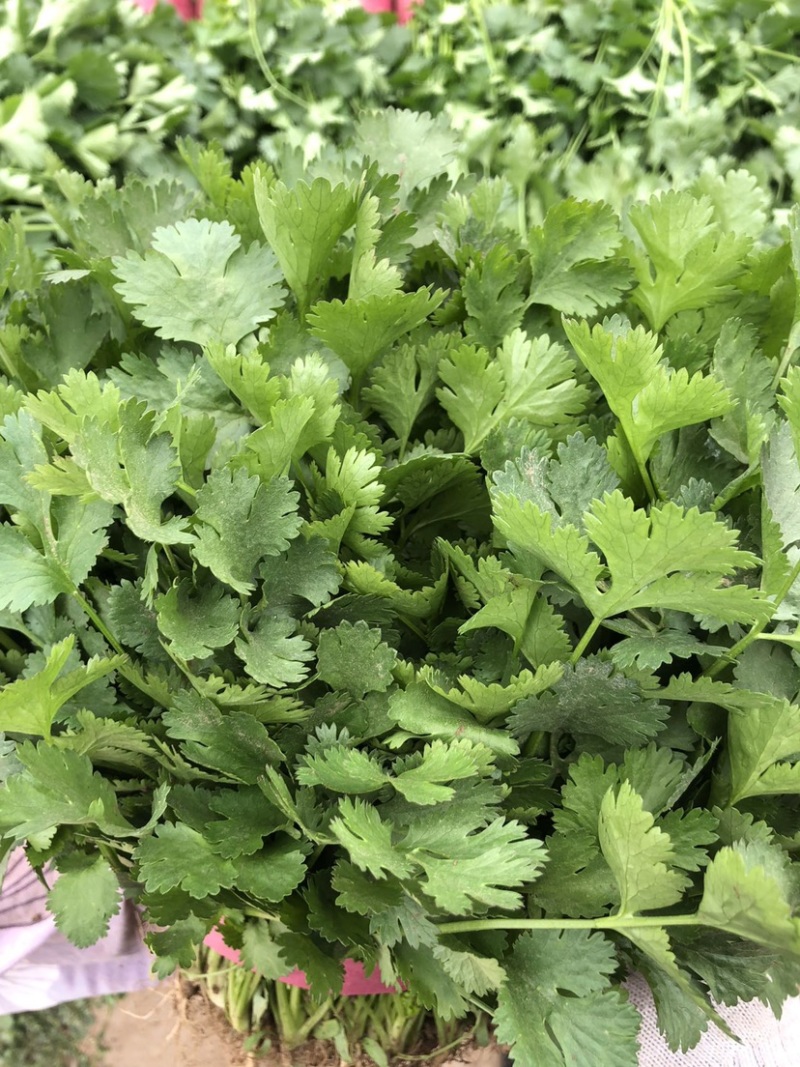 推荐🔥邯郸精品大叶香菜产地直供大量供应