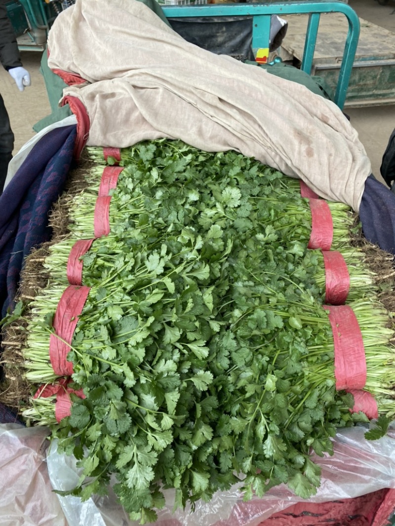 推荐🔥邯郸精品大叶香菜产地直供大量供应