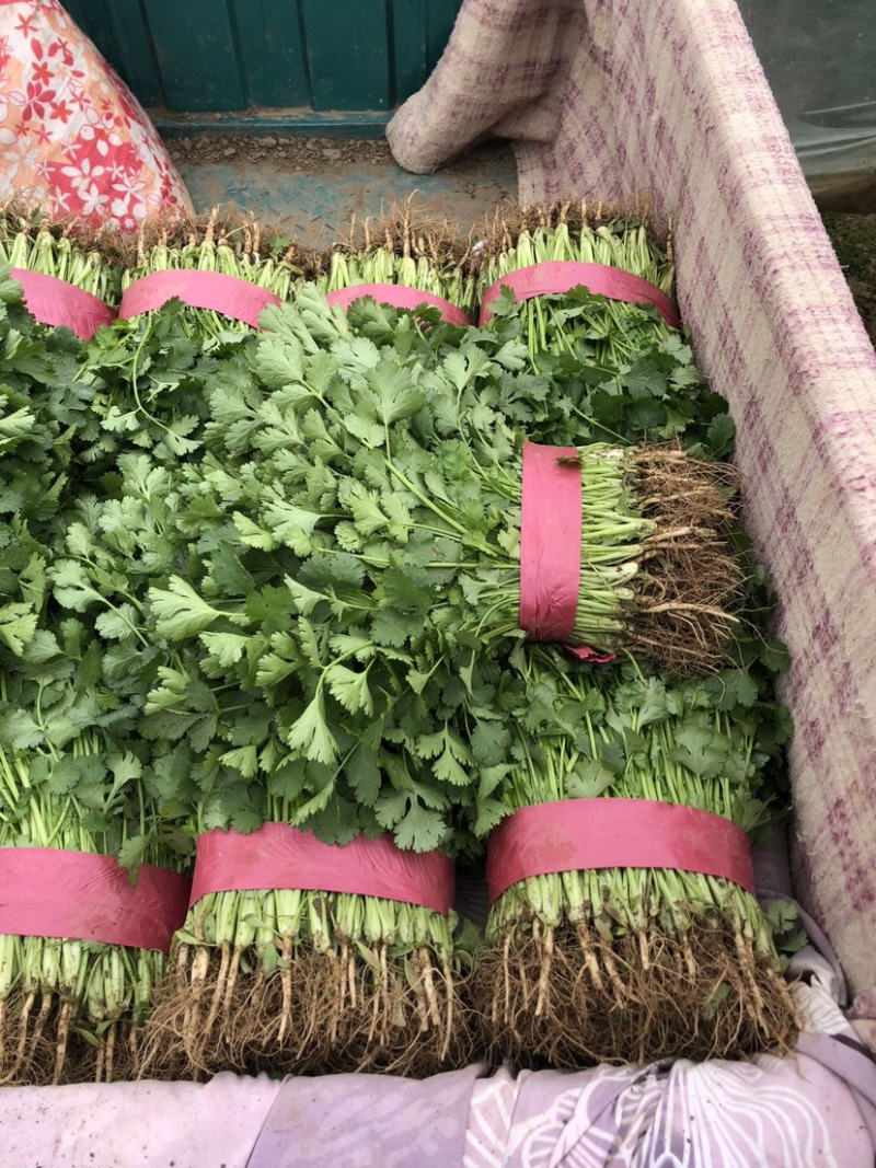 推荐🔥邯郸精品大叶香菜产地直供大量供应
