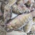 罗非鱼冰鲜0.8一斤饲料鱼鲫鱼鲤鱼草鱼