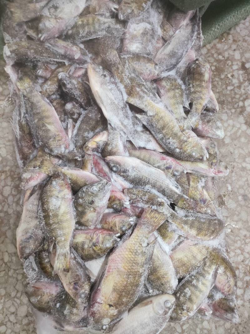 罗非鱼冰鲜0.8一斤饲料鱼鲫鱼鲤鱼草鱼