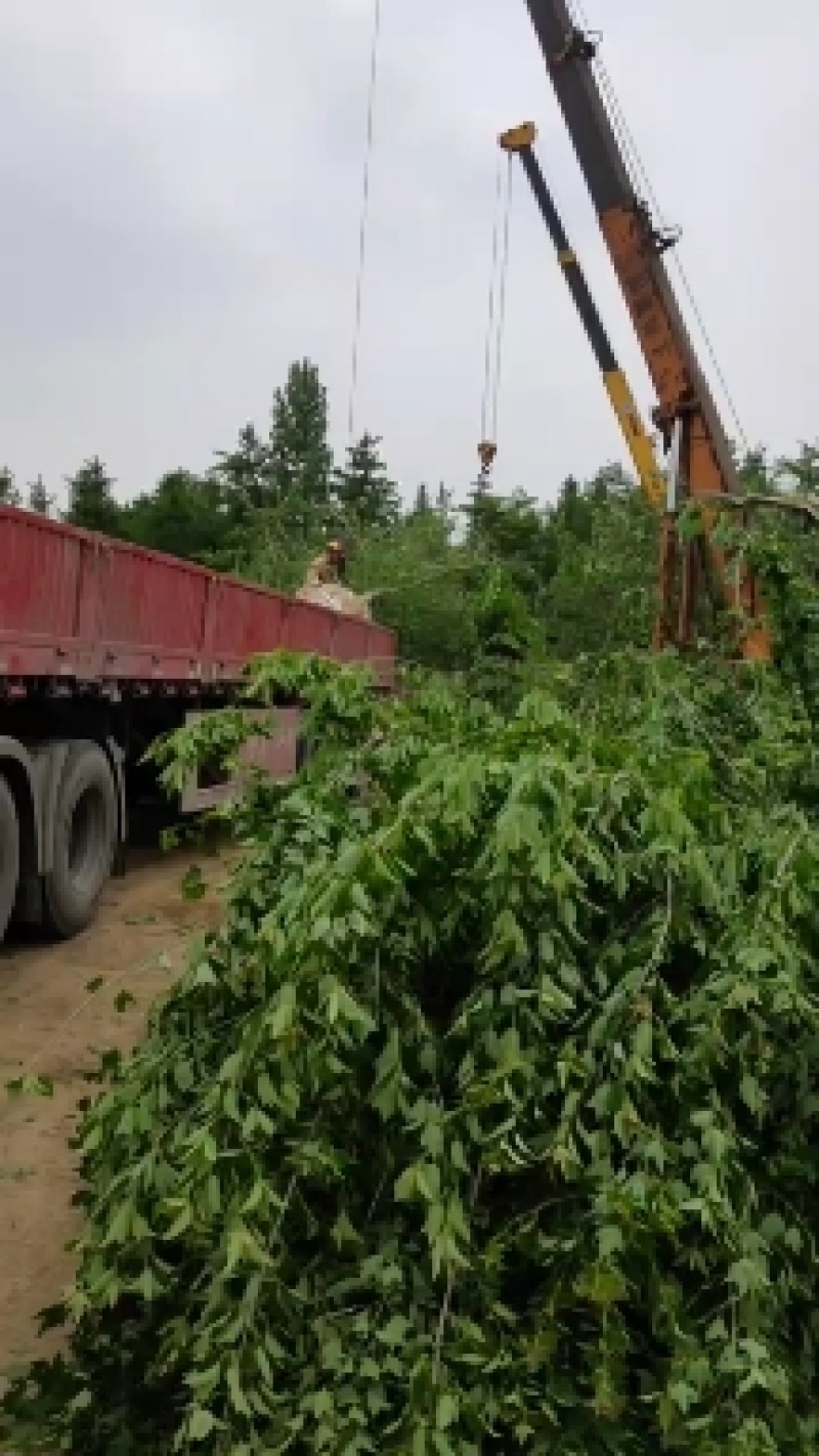 低价出售丛生三角枫，冠幅饱满，价格优惠，货源充足无病虫害