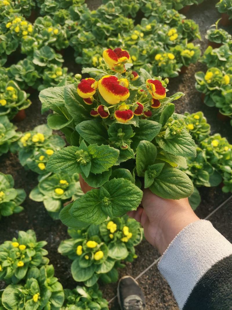 荷包花蒲包花新花上市基地直发欢迎实地看货