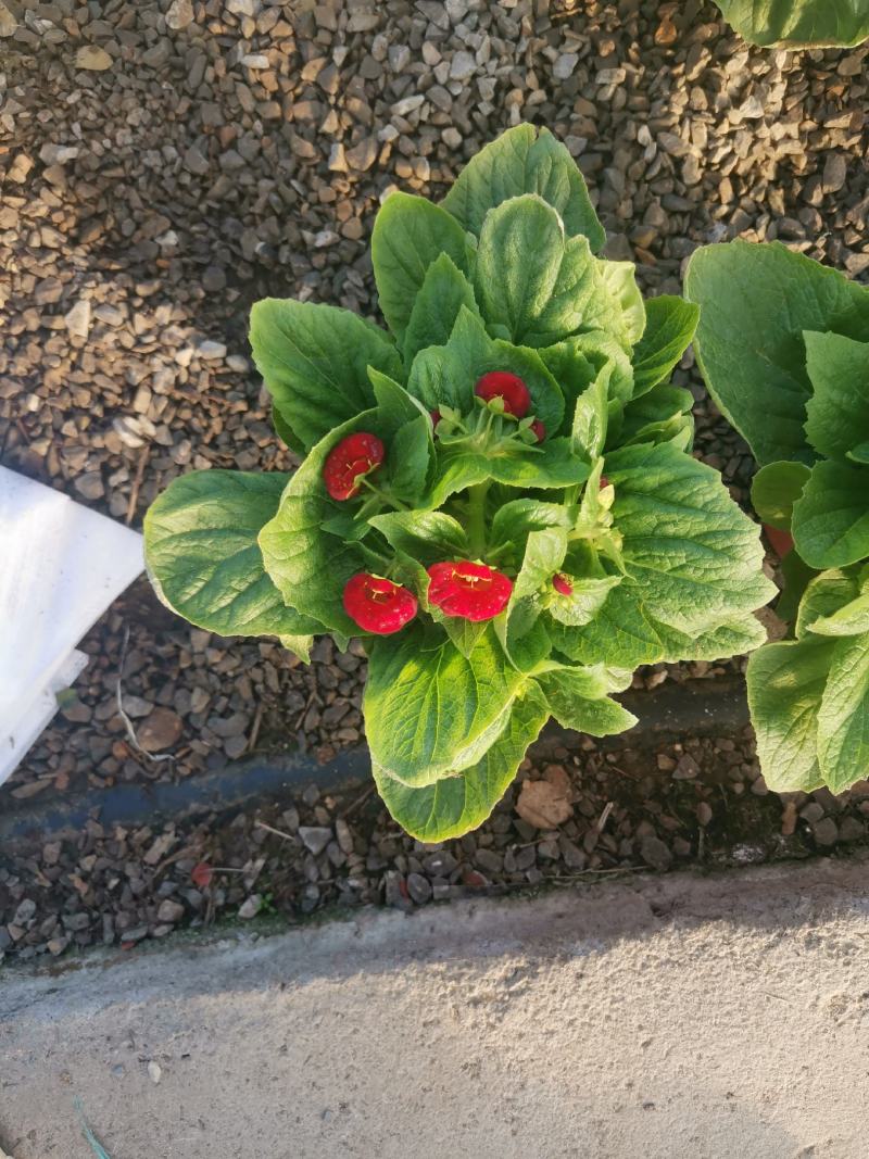 荷包花蒲包花新花上市基地直发欢迎实地看货