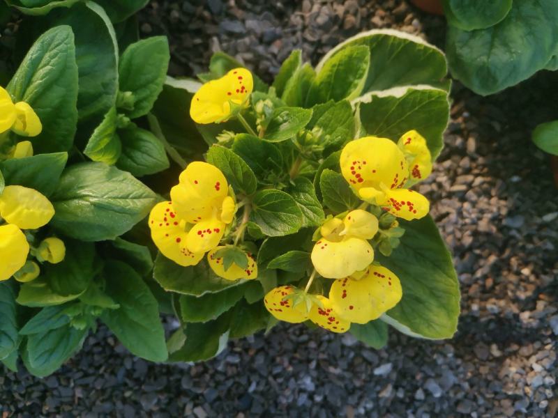 荷包花蒲包花新花上市基地直发欢迎实地看货