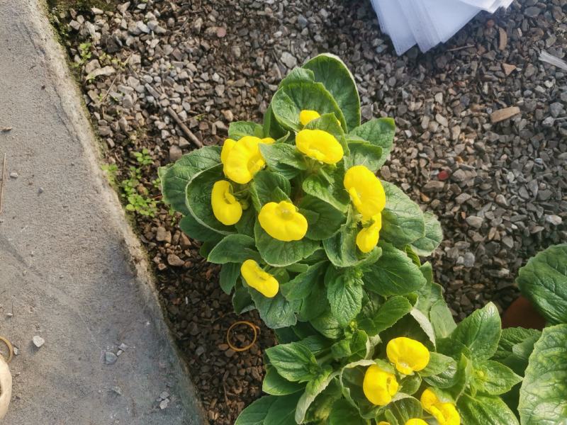 荷包花蒲包花新花上市基地直发欢迎实地看货