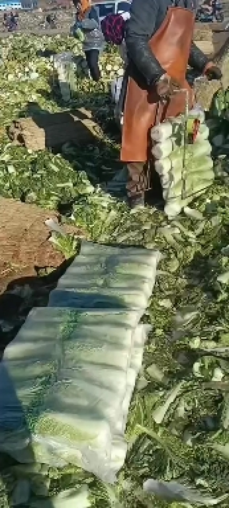 白菜北京3号白菜大量上市我们提供一条龙服务我们有转业的团