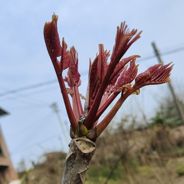 大量现货出售，代办，代发