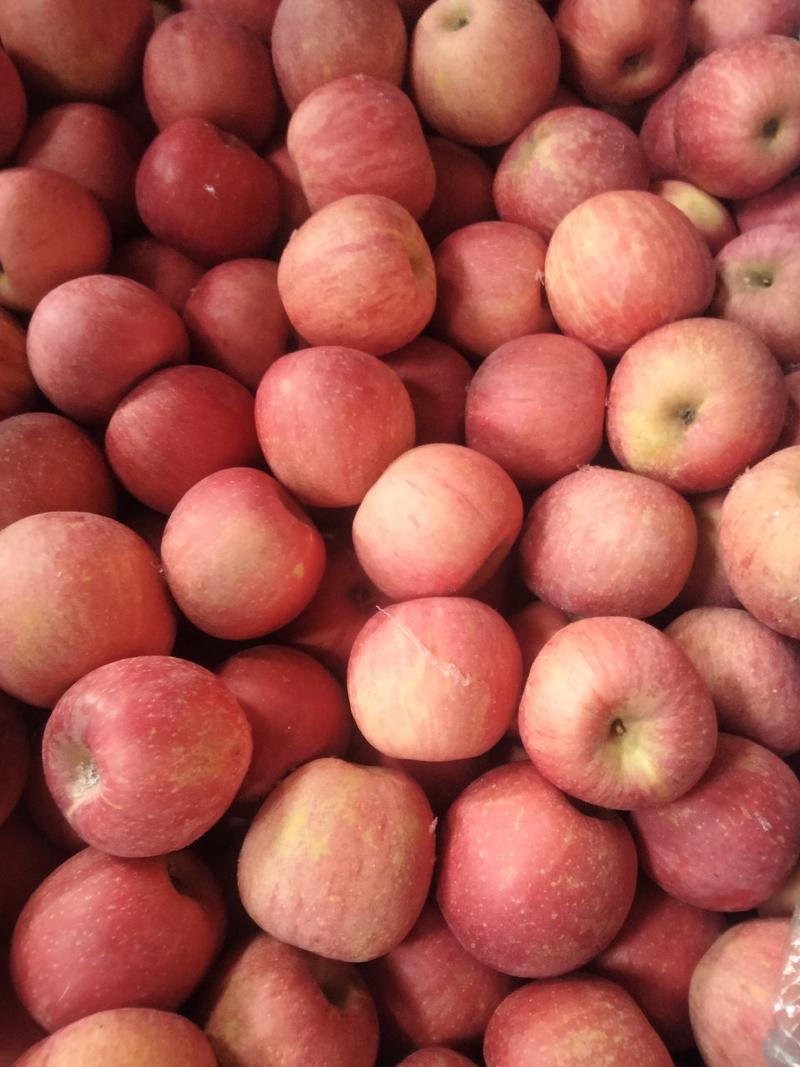 烟台栖霞红富士苹果大量上货！！！货量充足，质量保证！！