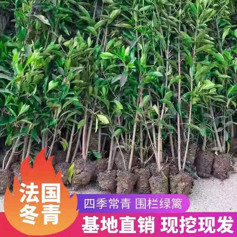 精品1.5法国冬青不脱脚