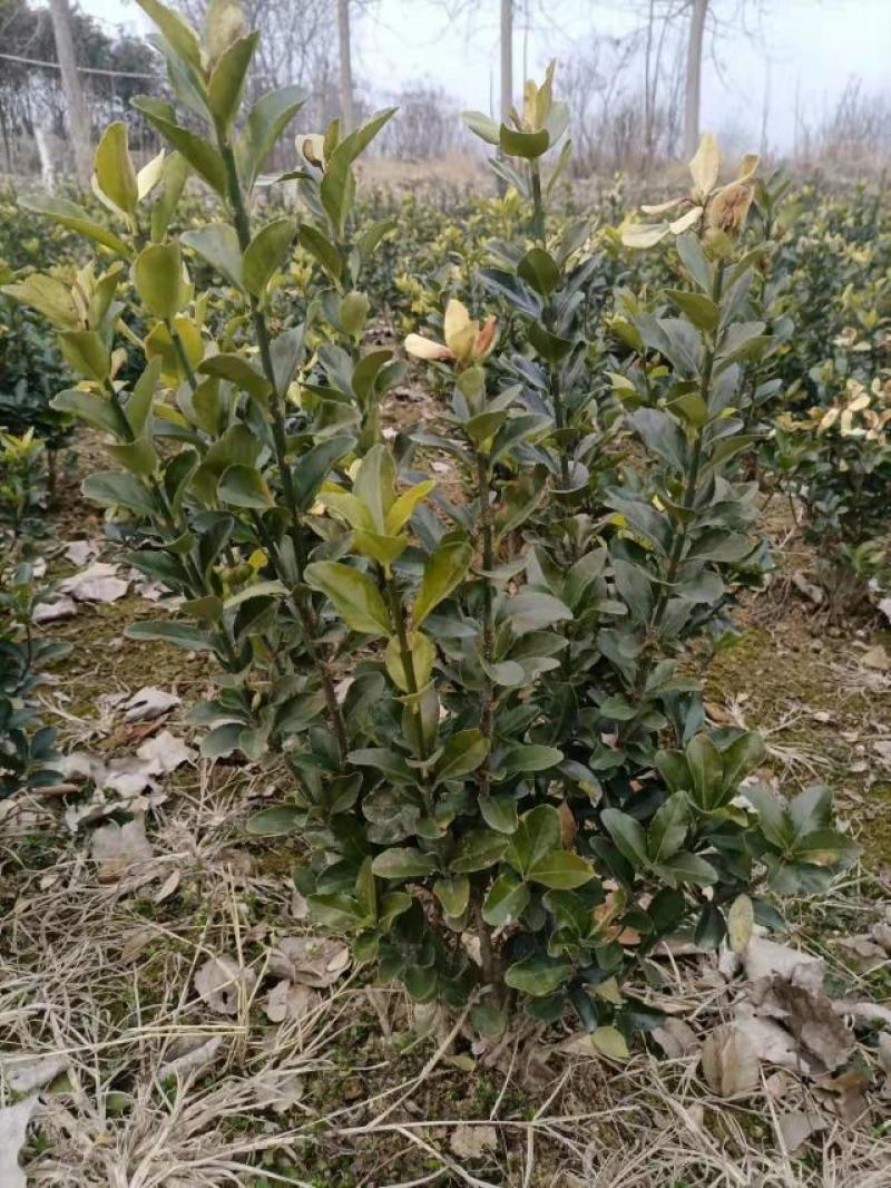 冬青球40-50公分大叶黄杨球基地现挖现卖保证成活率