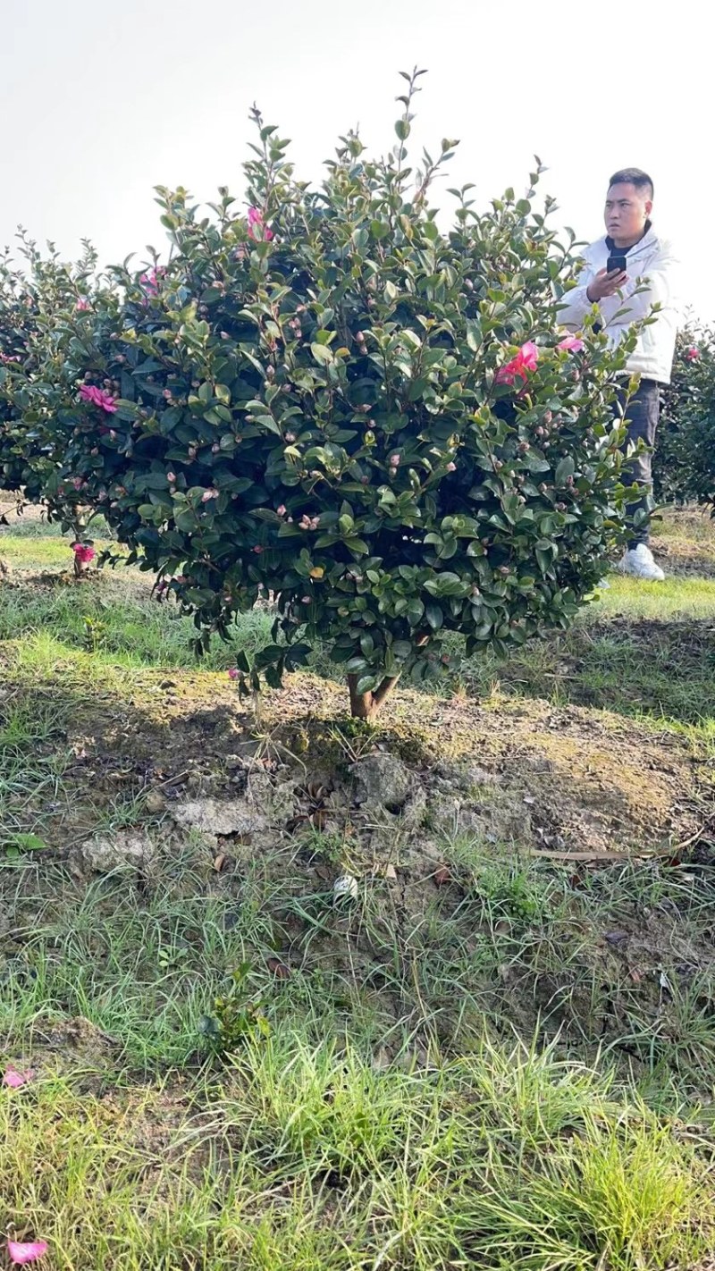 出售规格齐全精品茶梅球