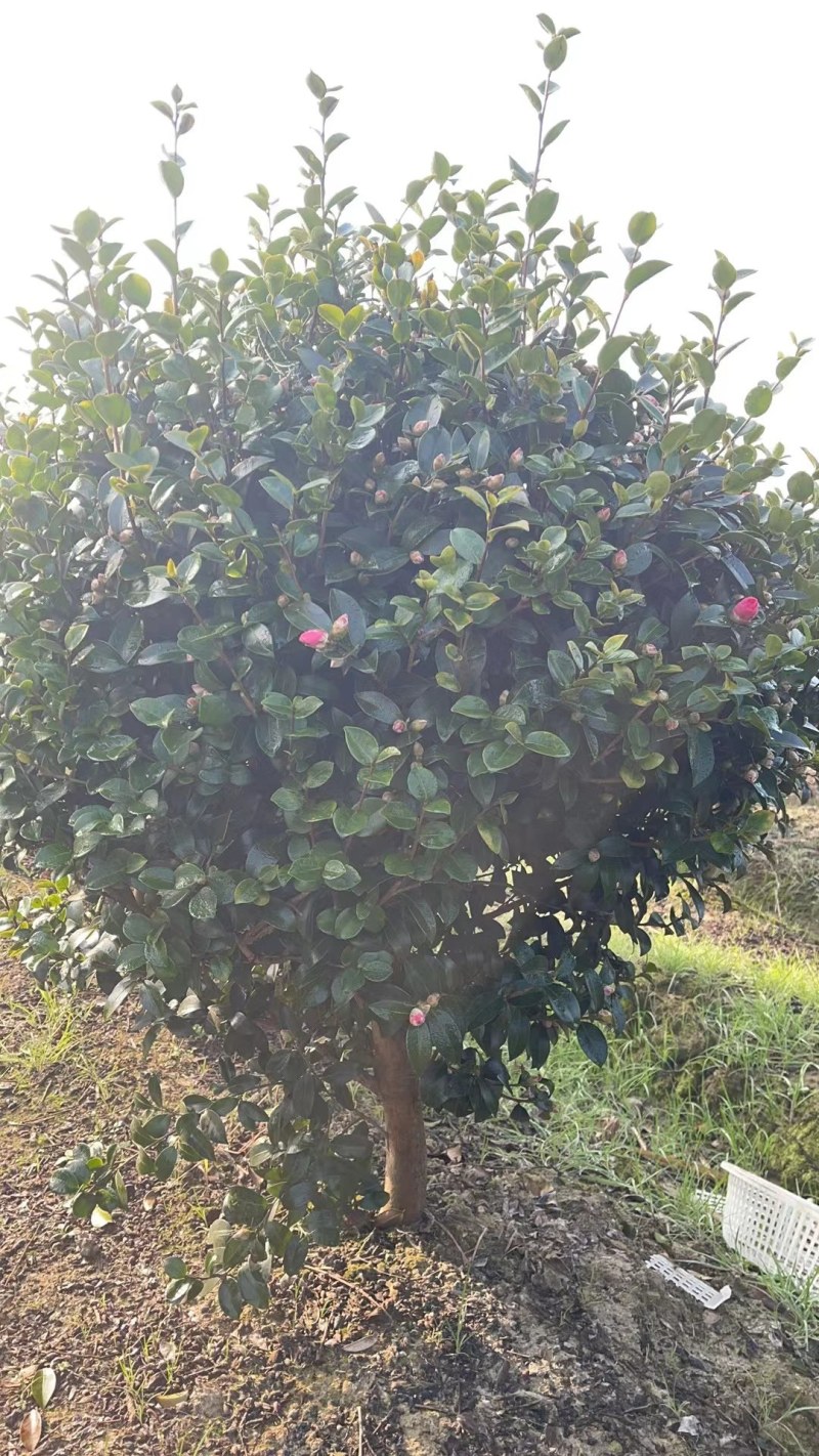 出售规格齐全精品茶梅球