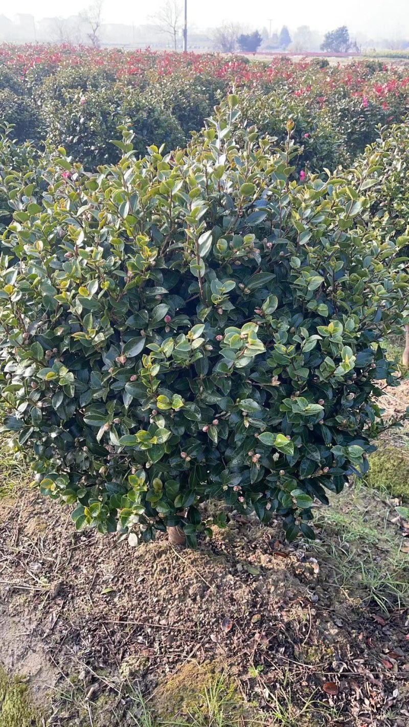 出售规格齐全精品茶梅球